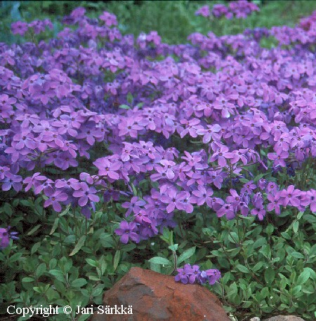  Phlox stolonifera Blue Velvet